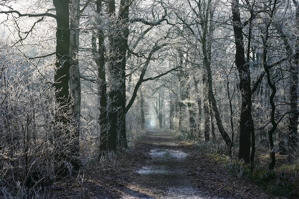 Quelle: Dieter auf Pixabay Weg durch einen Winterwald